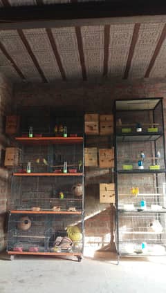 Cage or Pide all step sale 03268762776