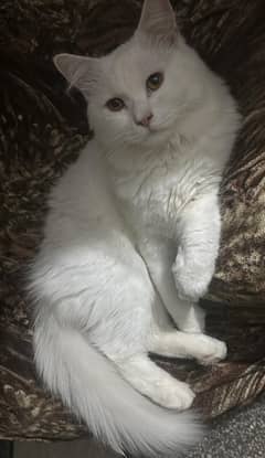 cocoo