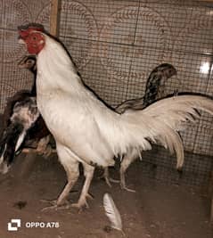 Aseel Male  Female white Pair