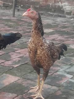 aseel for sale