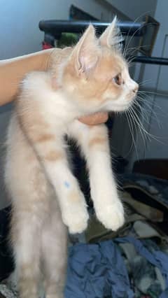 persian doll face male for urgent sale