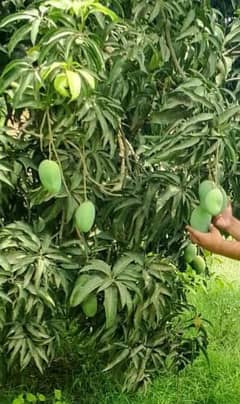 boxes of mangoes