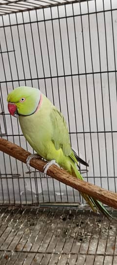 green parrot talking hand tamed