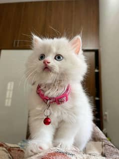 Persian kittens / piki face / Scottish fold / ragdoll / white kitten