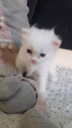 beautiful kittens 1 months full playing active amzing