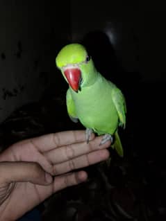 Ringneck