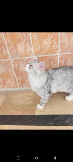 6 months old male kitten-fully vaccinated-dewormed