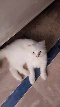 Persian