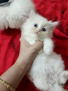 semi punch kittens blue eyes