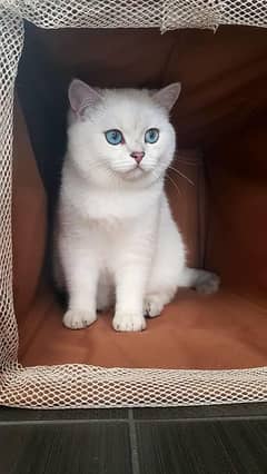 British shorthair kittens available import from Russia