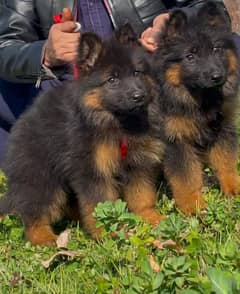 German Shepherd Puppies My WhatsApp No 0323<87=14>135
