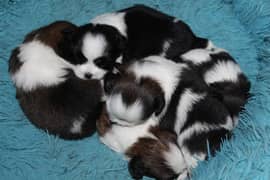 New born SHIHTZU puppies for sale