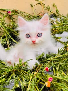 persian male and female kittens for sale