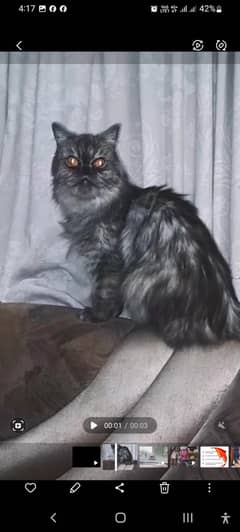 Persian