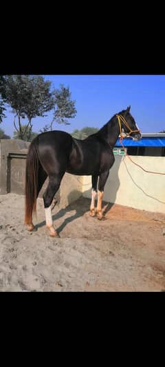 5 Kalyan Desi Horse
