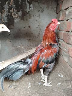 Aseel murga laka