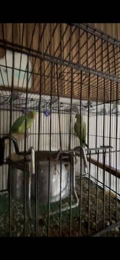 Green parrots