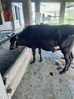 Australian bull pure