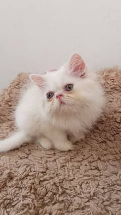 Persian kittens /long coat kittens /white kittens /piki kittens/