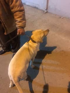 Labrador  3 years  trained