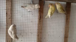 4 piece lovebirds only in 3000
