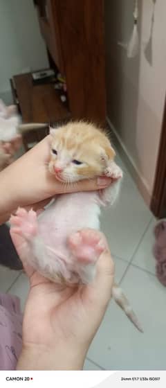 cat with 5 kittens