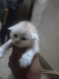 punch face triple cotted kitten pree booking available