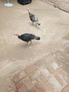 turkey