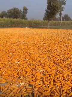 Agriculture
