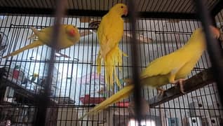 lovebirds