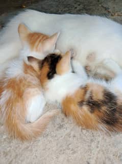 kitten  baby