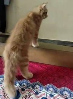 2 Cat Bila & Billi