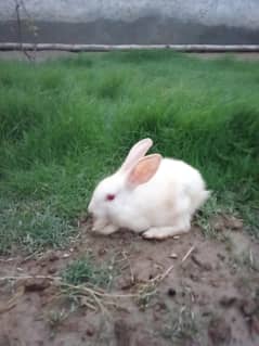 white red eye rabbit one piece