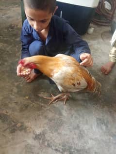 Desi murgha for sale