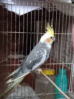 Cockatiel