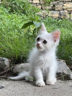Semi Persian Male Cat