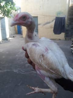 ASEEL HERA