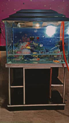 fishtank with 4 fish