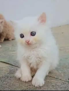 persian