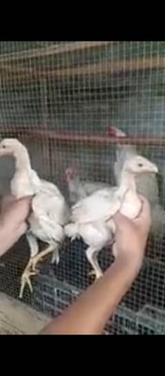German white king O Shamo chicks for sale