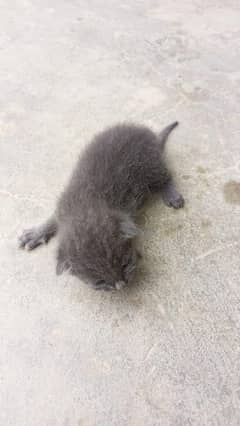 " Urgent Kitten FOR SALE "