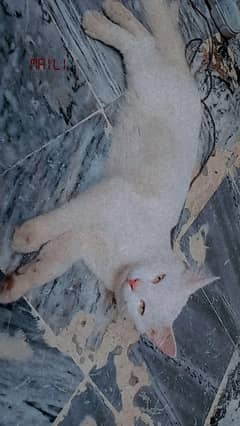 cat for sale