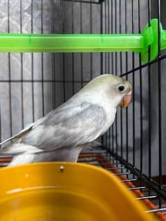 parrot for sale