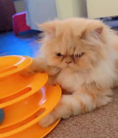 Punch Face Female Cat | Vaccinated & Dewormed   25k