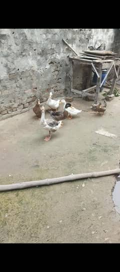 dasi ducks