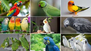 All kind of Parrots Breed Available / green parrot l love birds / grey