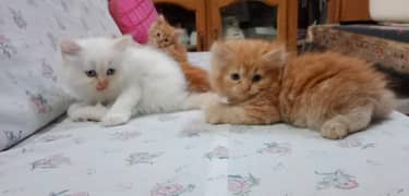 4 Persian Kittens (8weeks old)