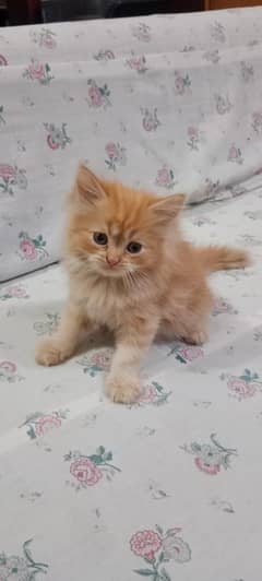 4 Persian Kittens (8weeks old)