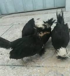 polish chicks |fancy chicks | heera aseel Fertile Eggs |eggs | hen