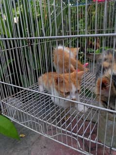 Persian kittens